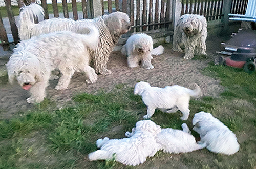 Üdvözli Önt a Homokhát Őrzője kennel